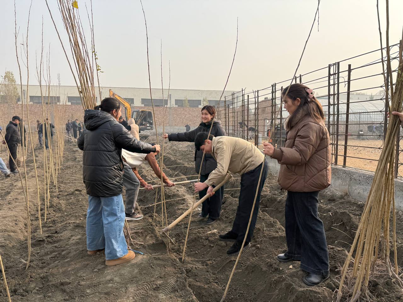 “Green Space”: 2,800 Poplar Saplings Planted